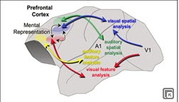 Prefrontal Cortex